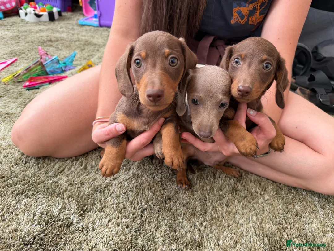 Miniature Dachshund dogs for sale: Miniature dachshund - Advert 1
