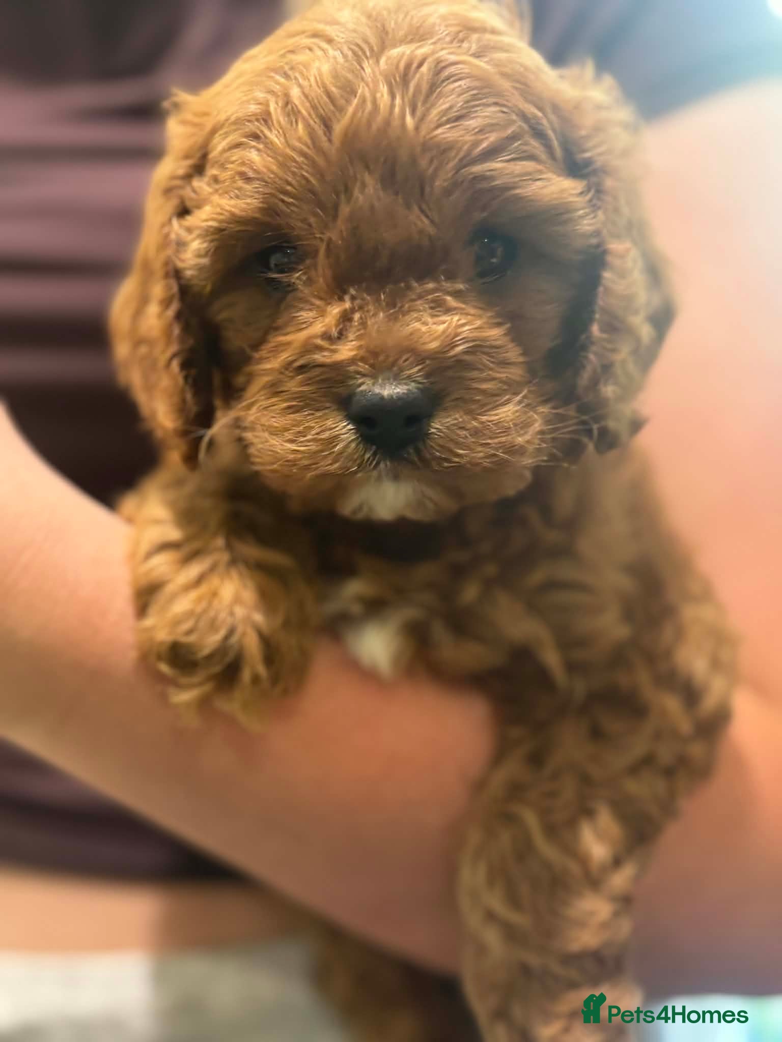 Cavapoo dogs F1 3 Girls 1 boy fully insured - Advert 1