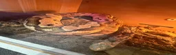 Python Snake reptiles for sale: Quick sale of Ball Python fire clown male  in Oldham - Advert 2