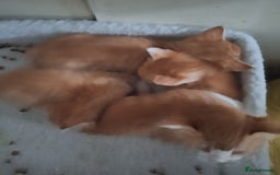 Mixed Breed cats for sale: Kittens ready for forever home - Image 7