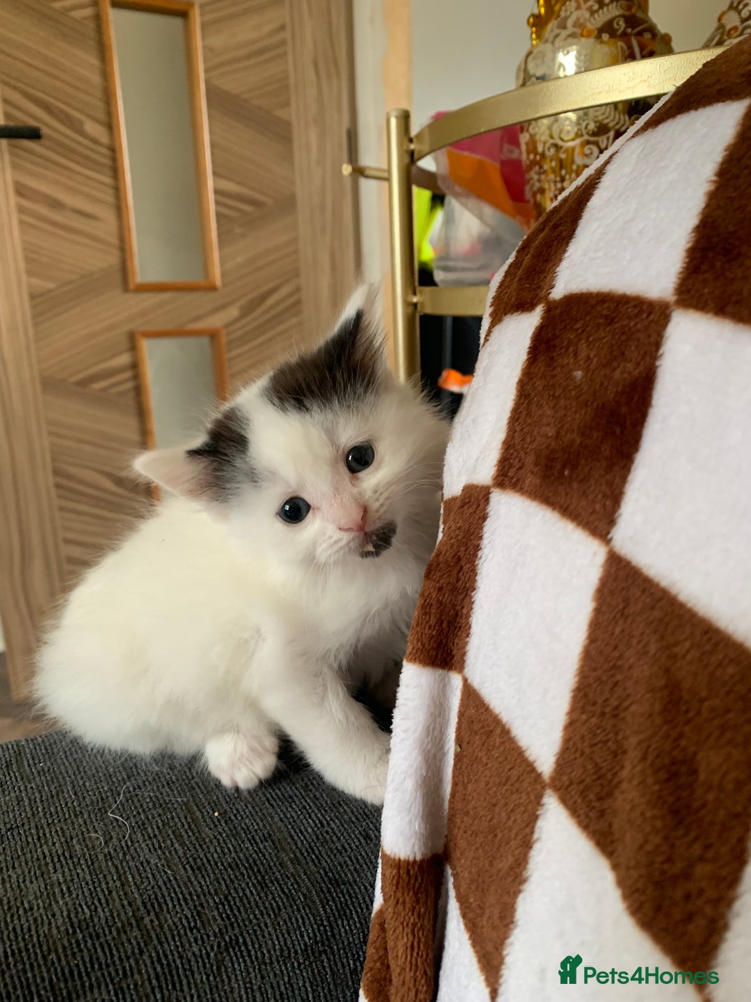 Mixed Breed cats for sale: Lovely kitten Are looking for Loving home - Image 7