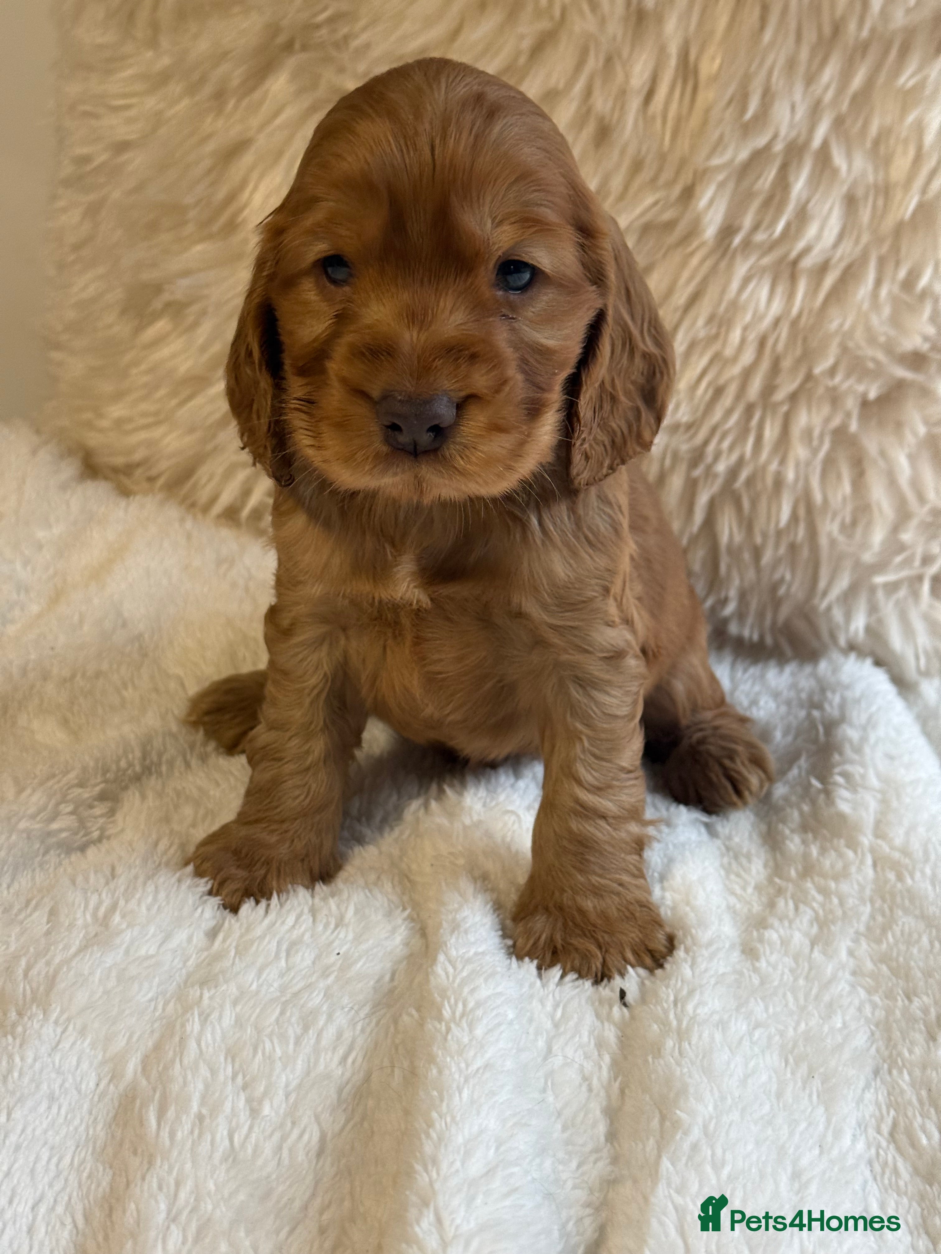 Cocker Spaniel dogs Stunning Show Cocker Spaniels - Advert 16