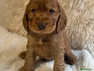 Cocker Spaniel dogs Stunning Show Cocker Spaniels - Advert 17