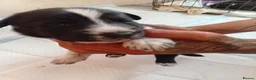 Mixed Breed dogs for sale: Malinios x collie - Advert 15