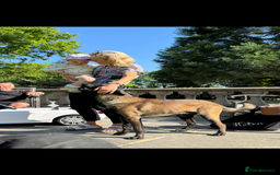 Belgian Shepherd Dog dogs for stud: Belgian Malinois Stud Male FCI - Image 12