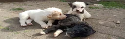 Mixed Breed dogs for sale: cockerpoo x colliestaff puppies in Cheltenham - Advert 10