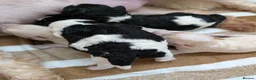 Cavapoo dogs for sale: Stunning Markings F1B Toy Cavapoo puppies  - Advert 9