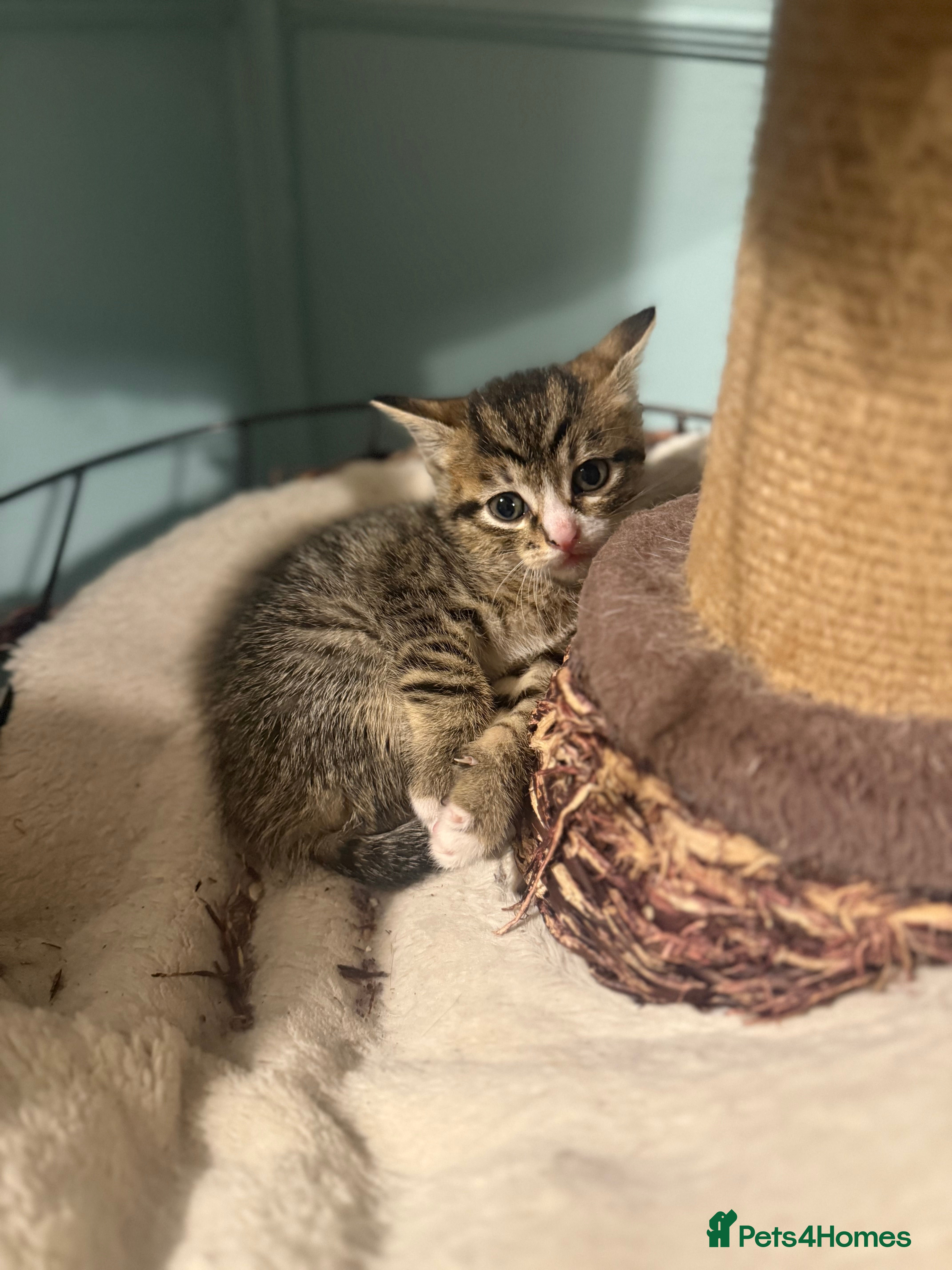 Mixed Breed cats Ready to find the best homes  - Advert 20