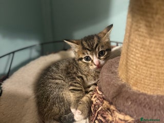 Mixed Breed cats - Advert 30