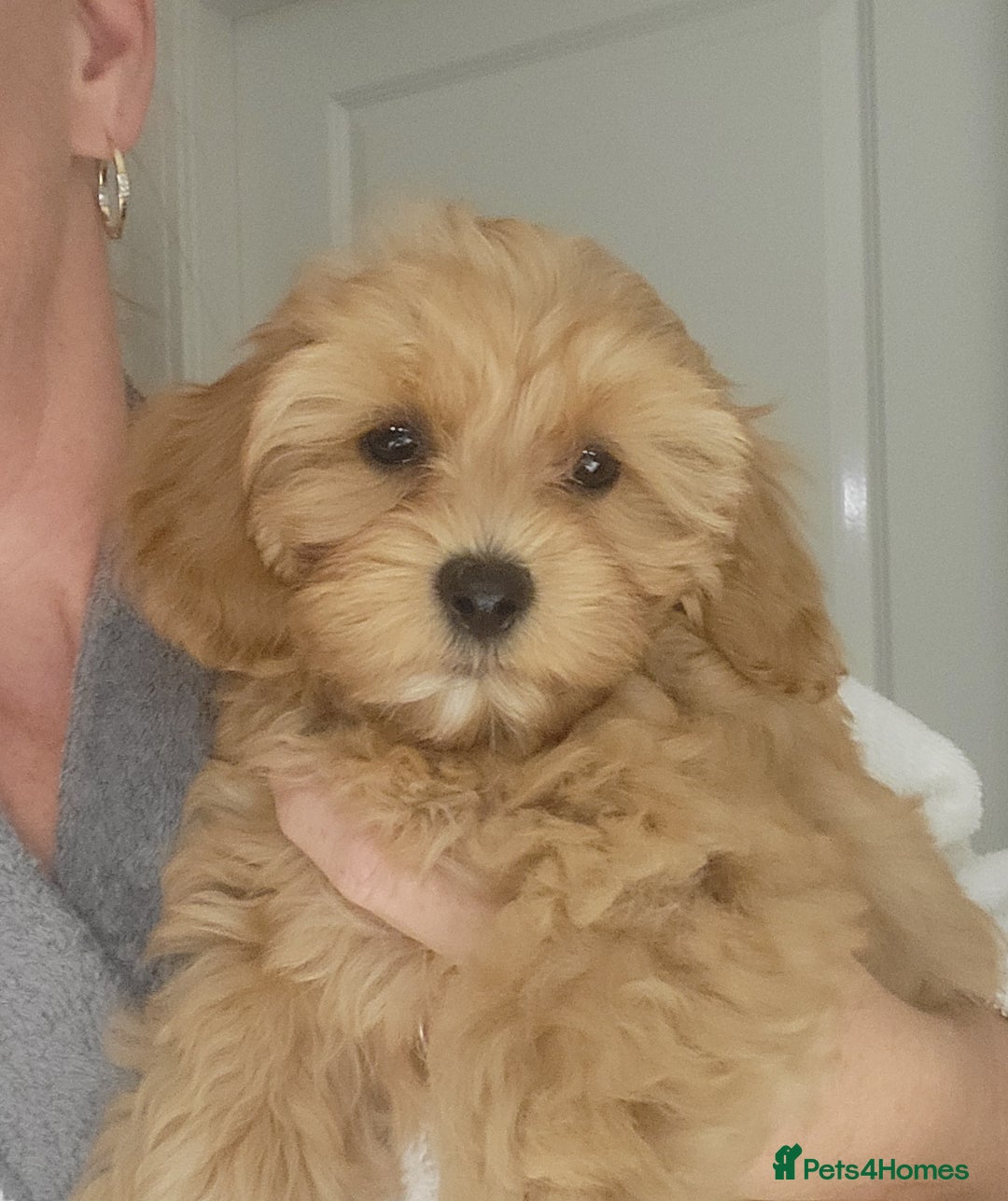 Cavapoochon dogs for sale: Cavapoochon (last girl left ready now)  ) - Image 7