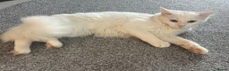 Maine Coon cats for sale: Beautiful White Maine Coon Cat in Glasgow - Advert 13