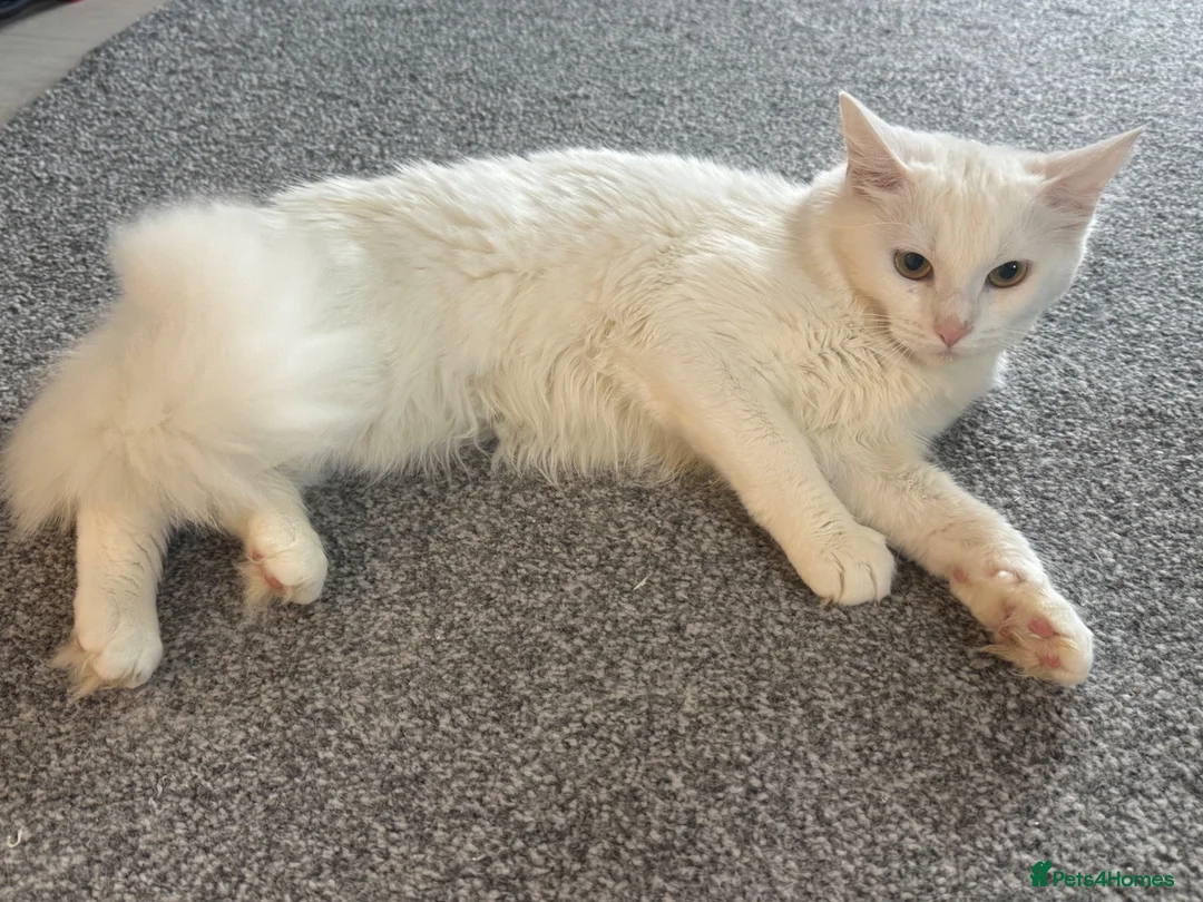 Maine Coon cats for sale: Beautiful White Maine Coon Cat in Glasgow - Advert 13