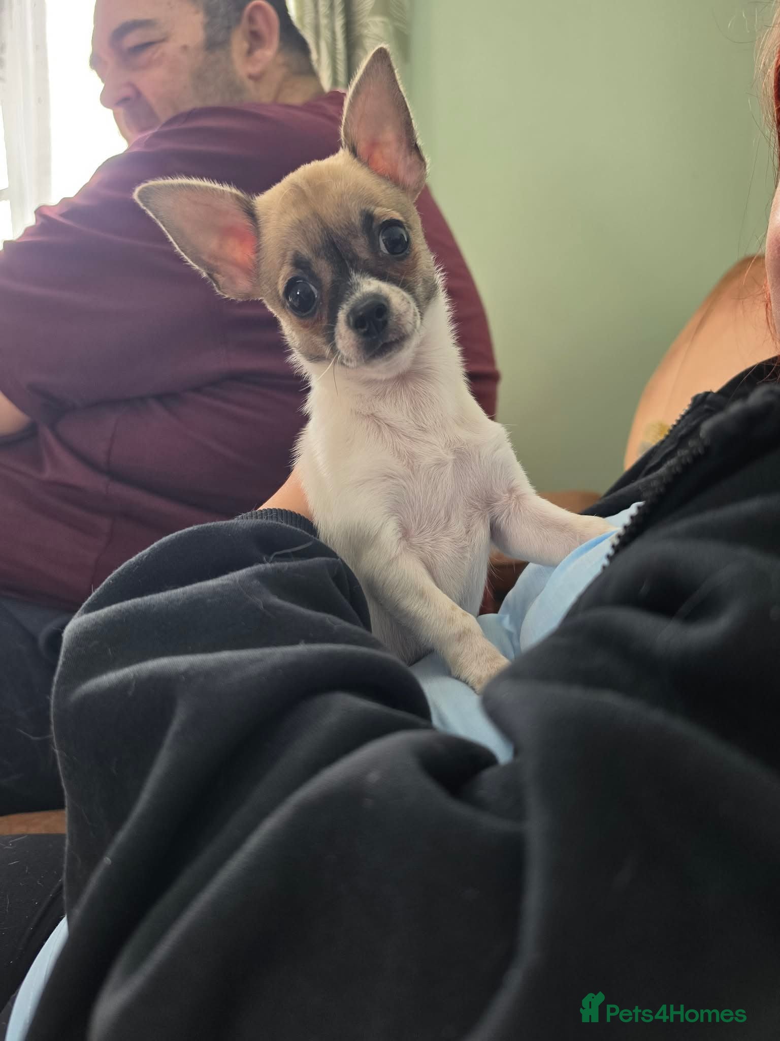 Chihuahua dogs Chihuahua pups x2 smooth coat - Advert 1