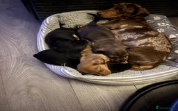 Miniature Dachshund dogs for sale: Beautiful boys 🩵 - Image 9