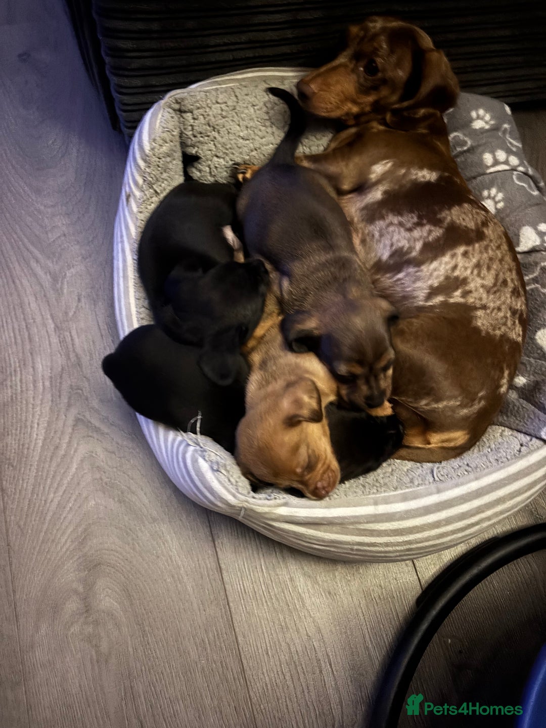 Miniature Dachshund dogs for sale: Beautiful boys 🩵 - Image 9