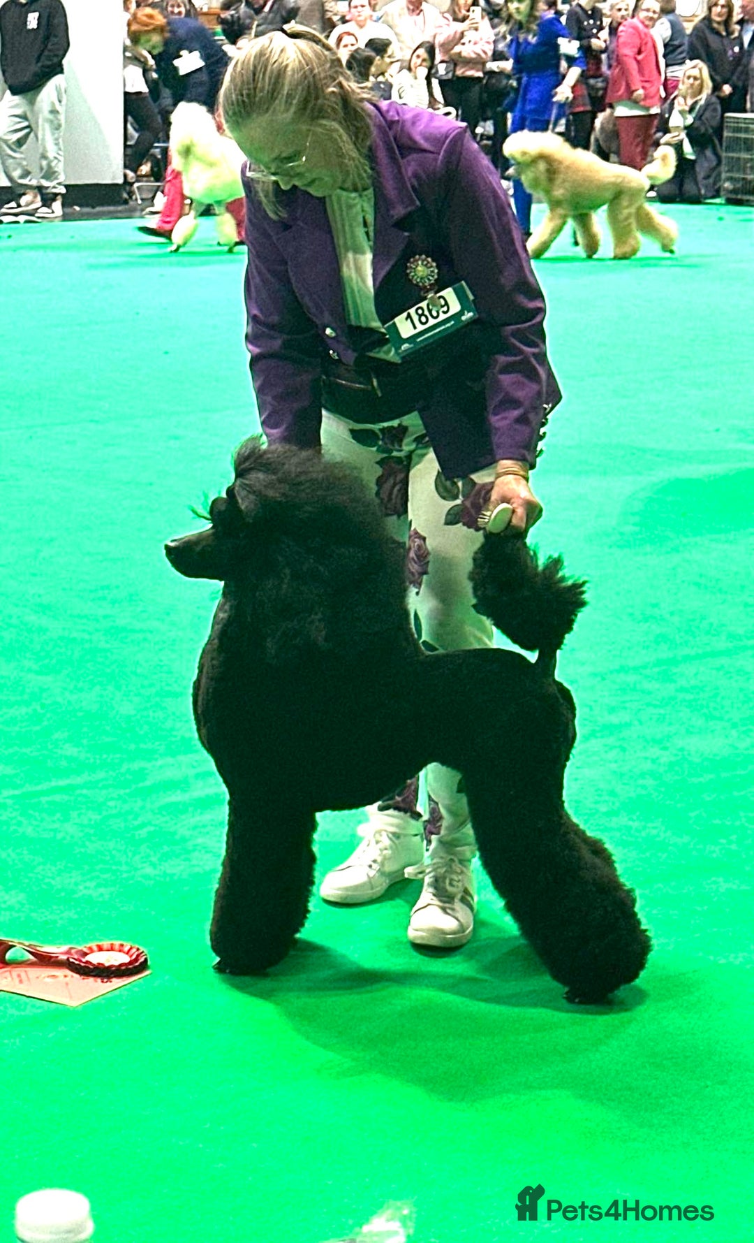 Standard Poodle dogs for sale: Standard poodle puppies  - Advert 5