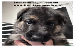 German Shepherd dogs for sale: German shepherd puppies  - Image 25