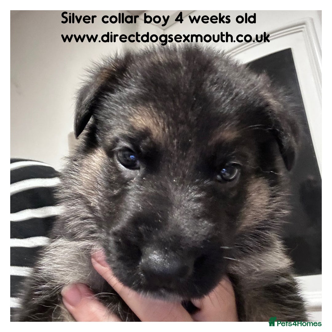 German Shepherd dogs for sale: German shepherd puppies  - Image 25