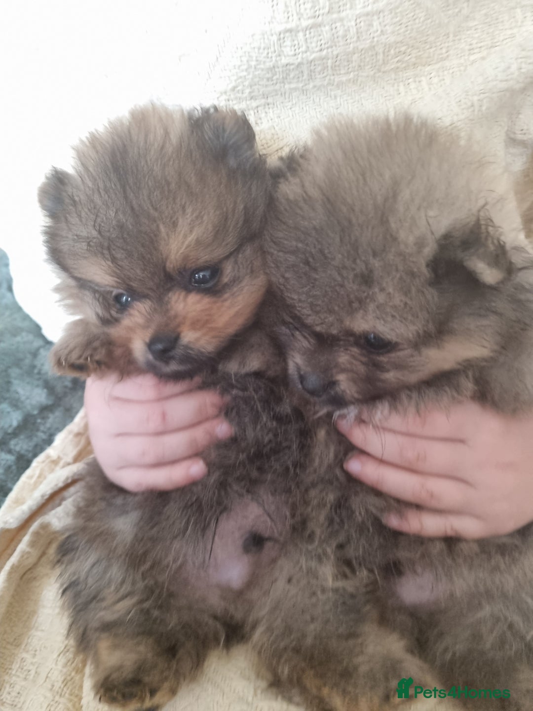 Pomeranian dogs for sale: Beautiful pomeranian male puppies  - Image 3