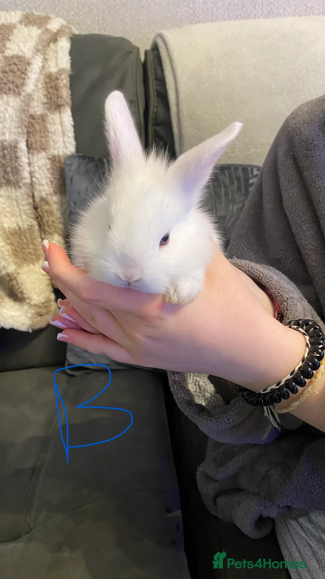 Mixed Breed rabbits for sale: 8 Bunnies for sale  - Advert 2