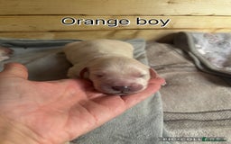 Golden Retriever dogs for sale: Gorgeous Golden Retriever puppies  - Image 5