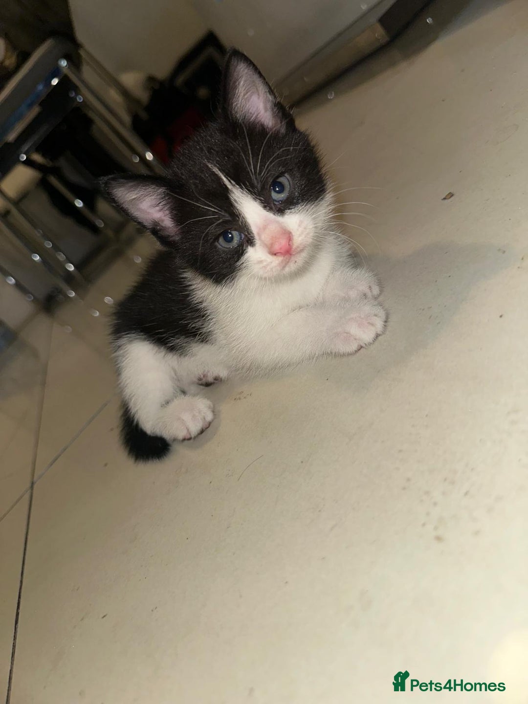 British Shorthair cats for sale: British Shorthair x Striped Tabby Kittens –2 Males - Image 10