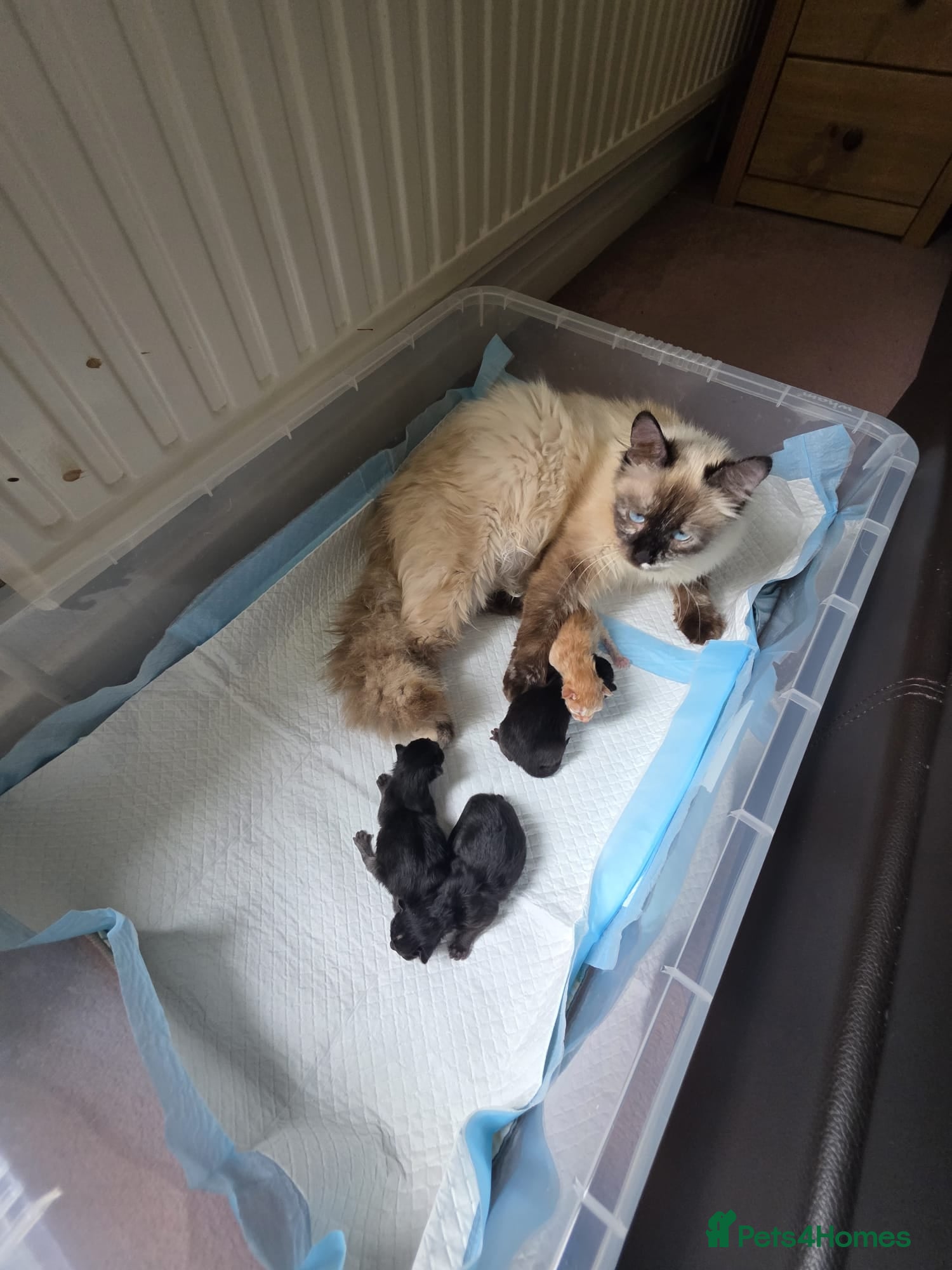 Mixed Breed cats for sale: Kittens looking for new home - Advert 2