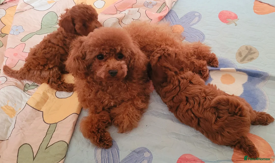 Toy Poodle dogs for sale:  Asian Toy Poodles (both parents Asian) For sale - Advert 2