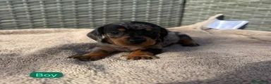 Dachshund 4
