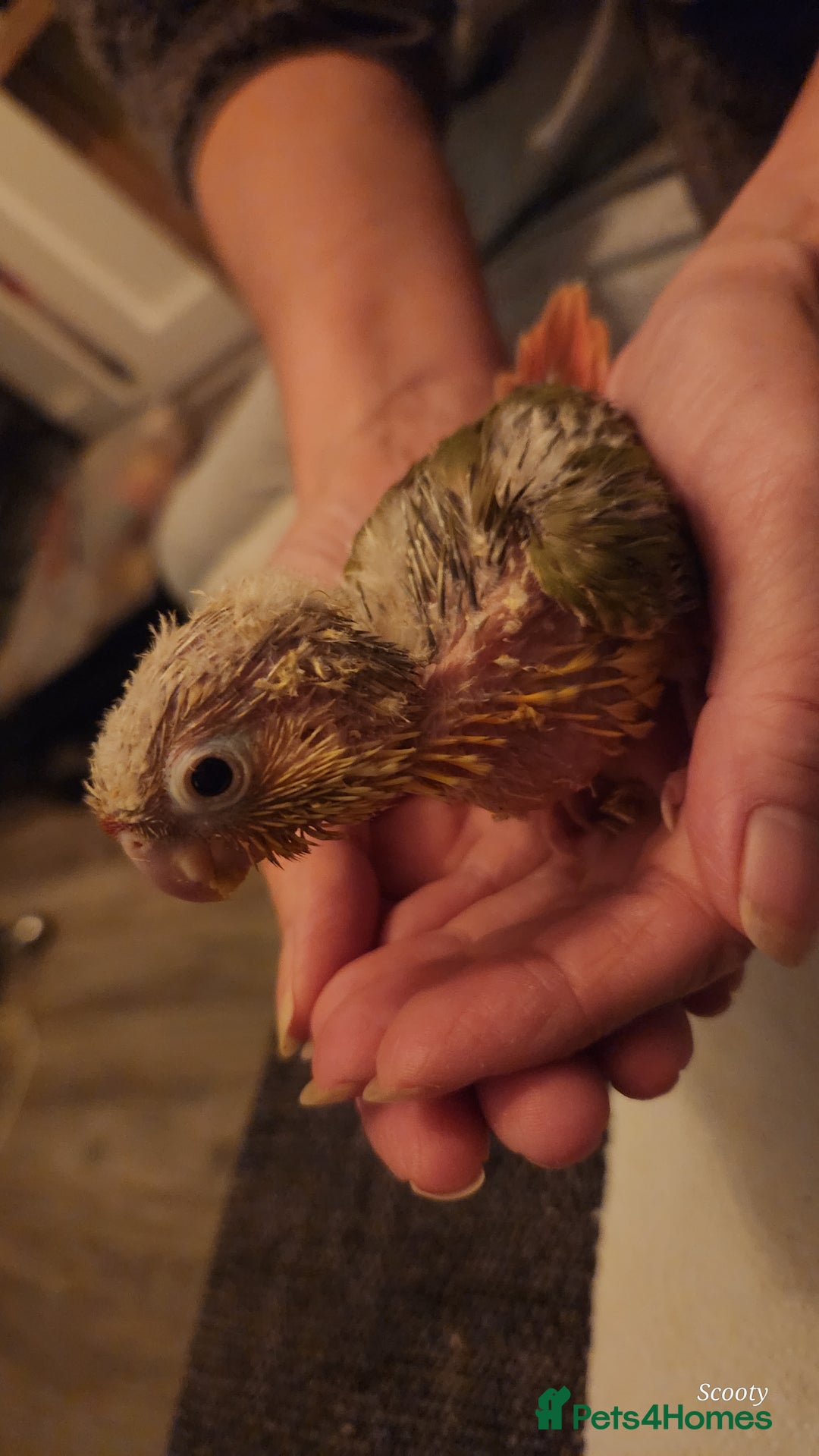 Parrots birds for sale: Hand reared baby conures ready end of nov - Image 2