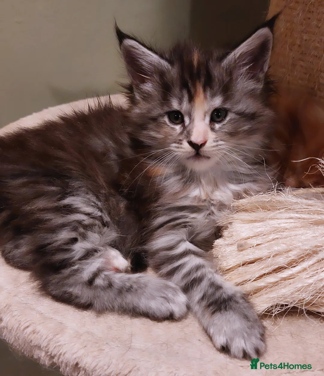Maine Coon cats for sale: Beautiful Maine Coon Kittens - Advert 2