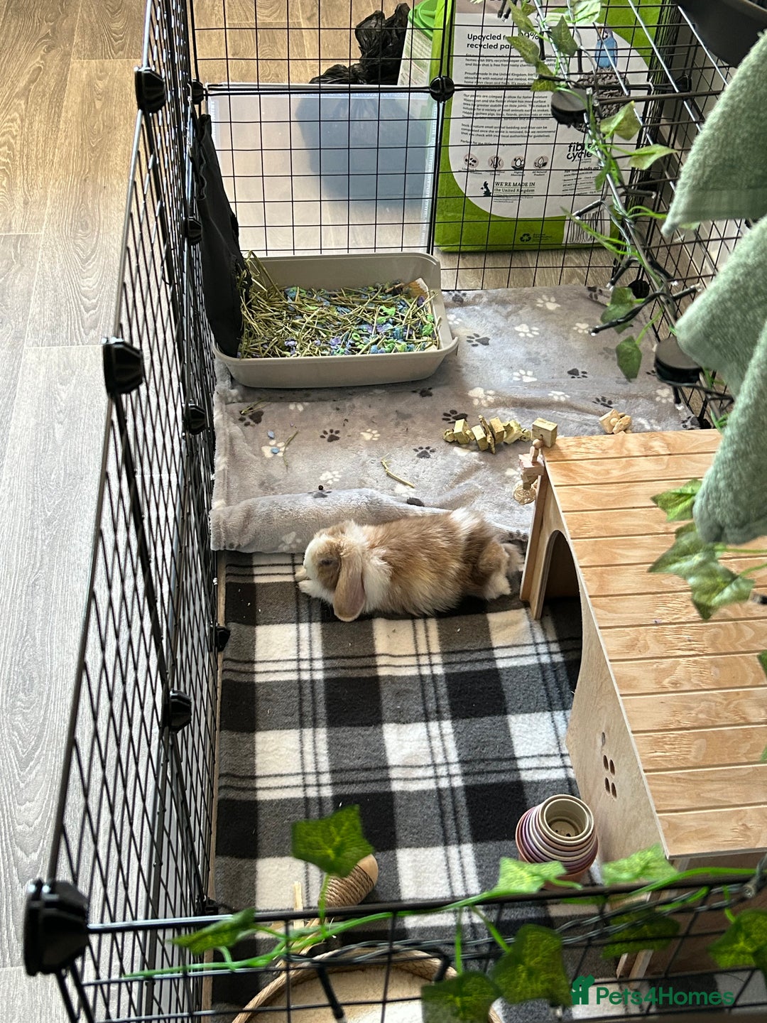 Mini Lop rabbits for sale: Rehoming - Advert 2