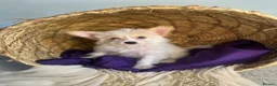 Yorkshire Terrier dogs for sale: BEAUTIFUL GOLDDUST YORKSHIRE TERRIER PUPPIES - Advert 27