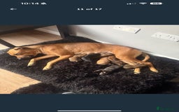 Mixed Breed dogs for sale: Saluki x Rottweiler puppy - Advert 3