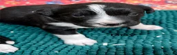 Sprollie dogs for sale: Sprollie puppies from experienced breeder  - Advert 6