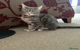 Domestic Shorthair cats for sale: 5 gorgeous little kittens looking for new homes - Image 19