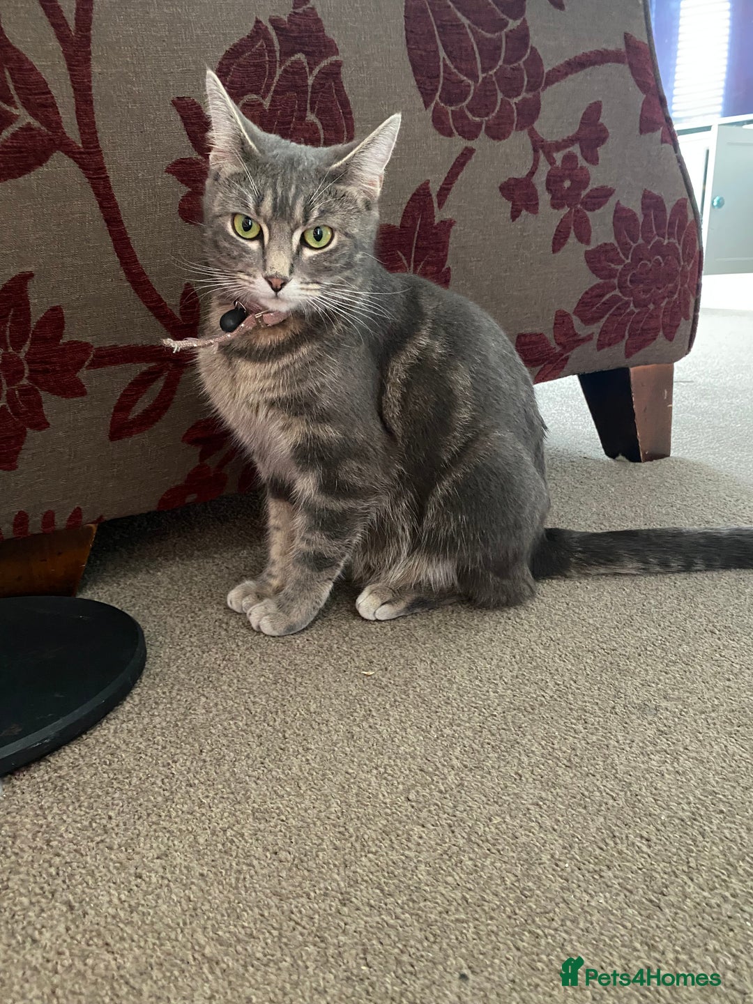 Domestic Shorthair cats for sale: 5 gorgeous little kittens looking for new homes - Image 19