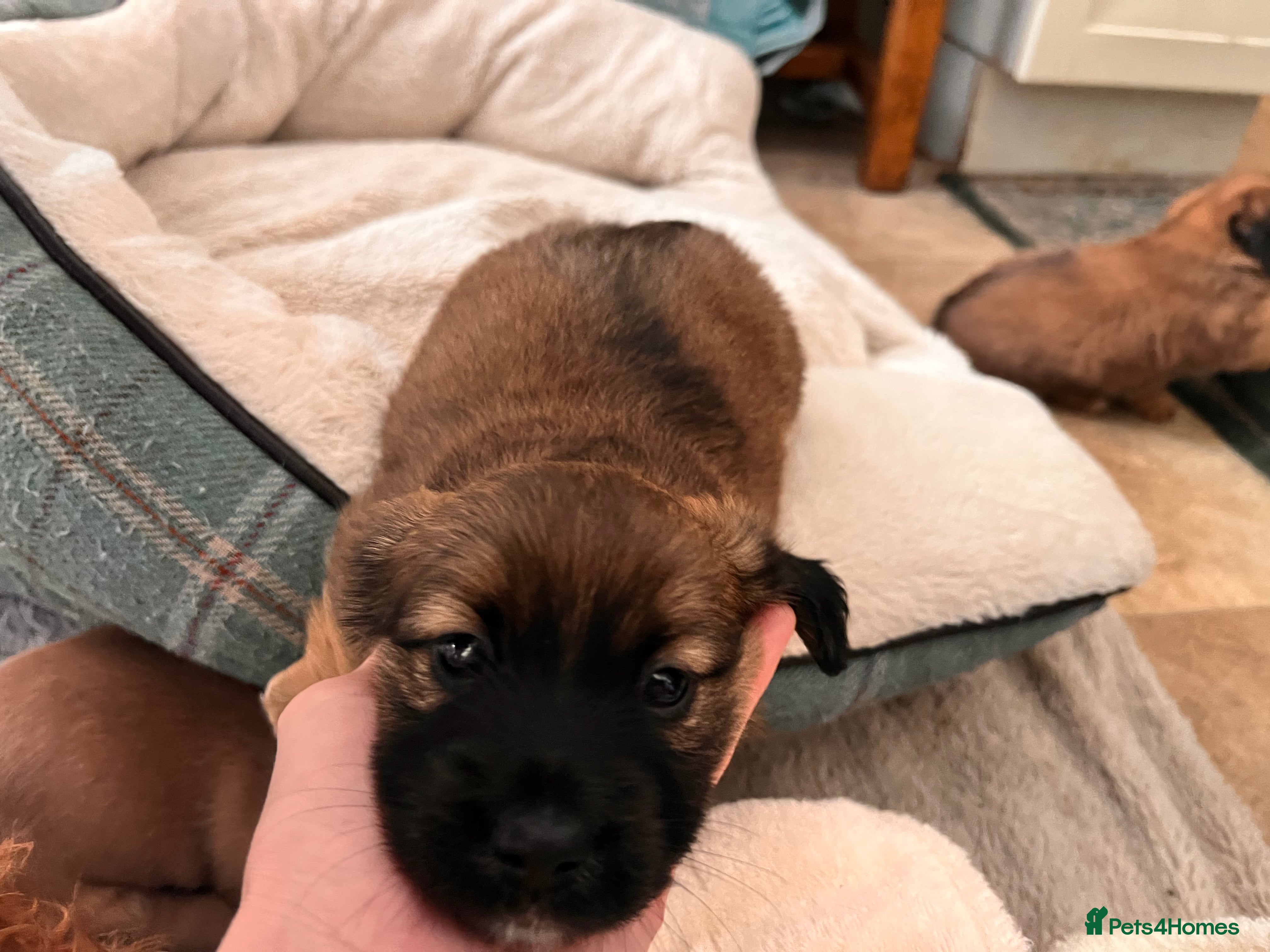 Mixed Breed dogs Miniature Daschund x 1/8th Border Terrier Puppies - Advert 1