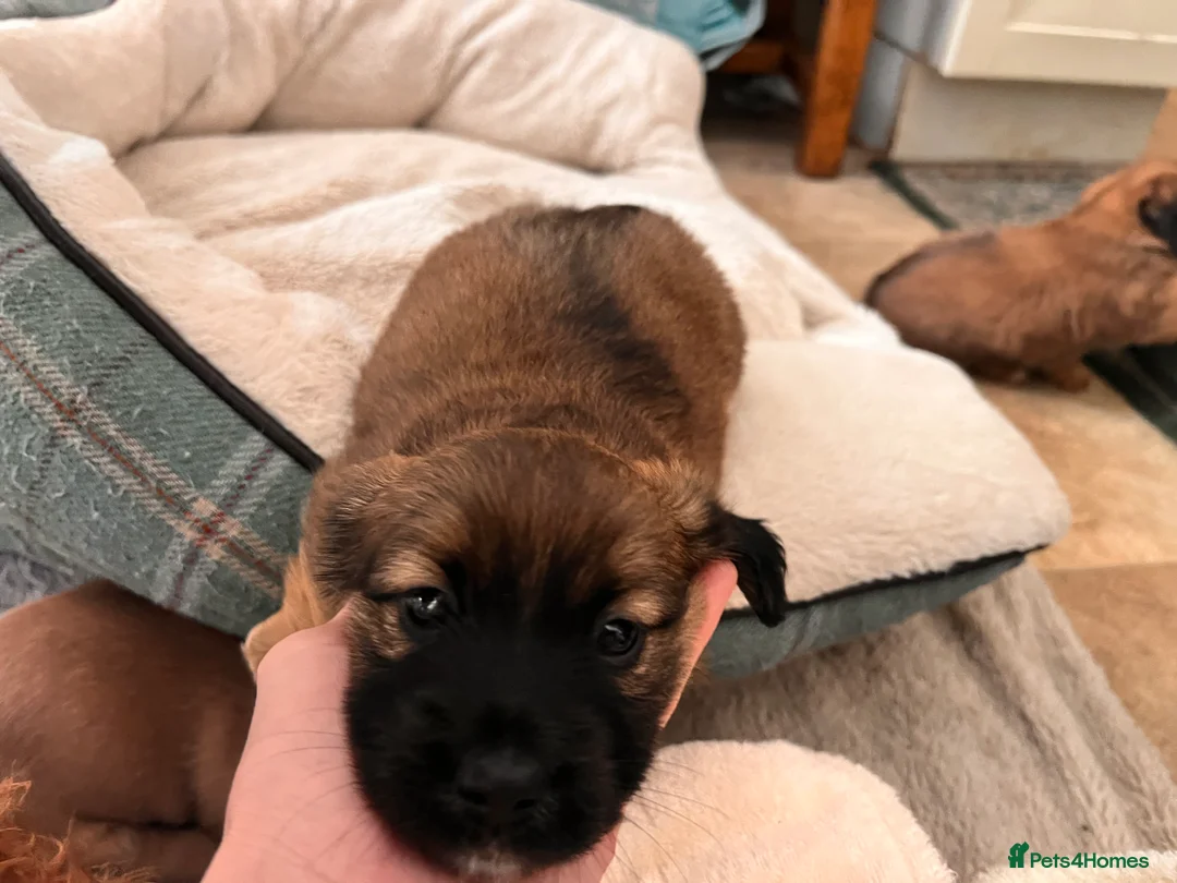 Mixed Breed dogs for sale: Miniature Daschund x 1/8th Border Terrier Puppies in Grantham - Advert 1
