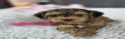 Cockapoo dogs for sale: Stunning Cockapoo Pups- Last Girl and 2 Boys - Advert 2