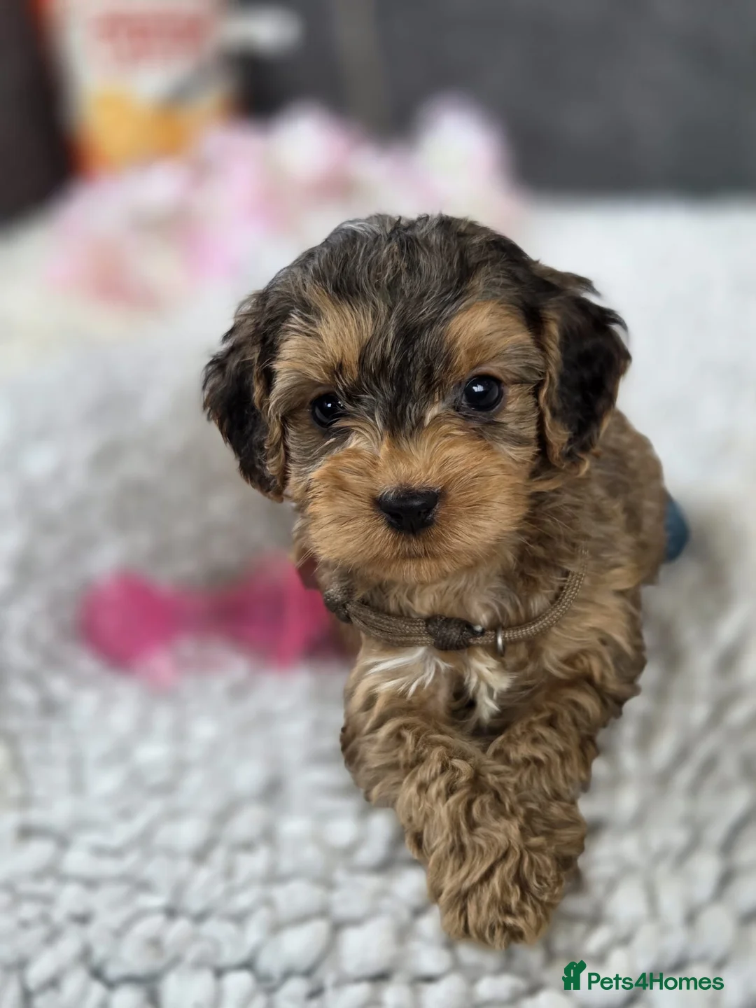 Cockapoo dogs for sale: Stunning Cockapoo Pups- Last Girl and 2 Boys - Advert 2