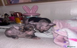 Sphynx cats for sale: Half Elf sphynx  - Image 7
