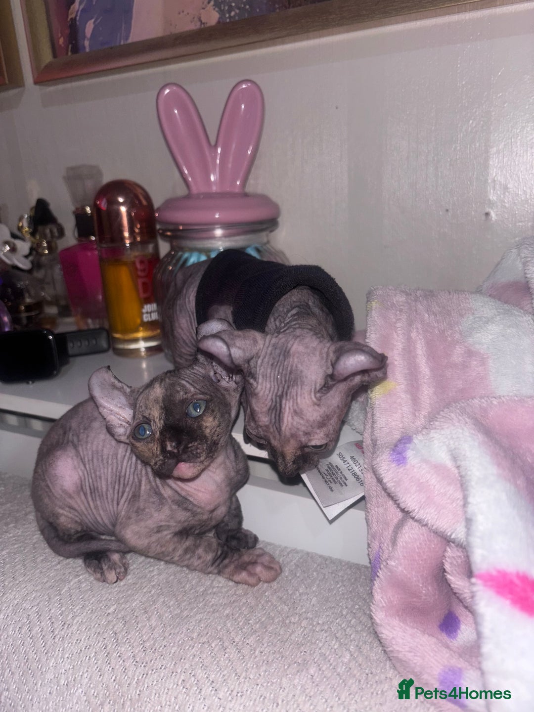 Sphynx cats for sale: Half Elf sphynx  - Image 7