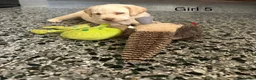 Labrador Retriever dogs for sale: Chunky Labrador puppies - Advert 11