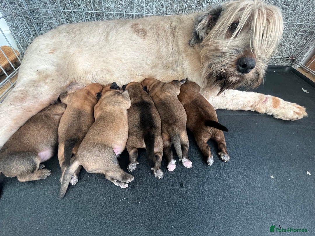 Soft Coated Wheaten Terrier dogs for sale: Traditional Irish Wheaten Terriers  - Image 2