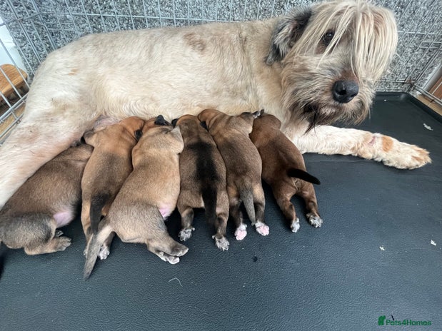 Soft Coated Wheaten Terrier dogs Traditional Irish Wheaten Terriers - Advert 1