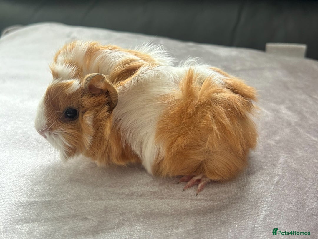 Guinea Pig rodents for sale: Stunning baby guinea pigs Abyssinian/ funkies - Image 4