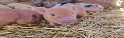 Pig livestock for sale: 🐷 MINI PIGLETS LOOKING FOR THEIR FOREVER HOMES 🐷 - Advert 3