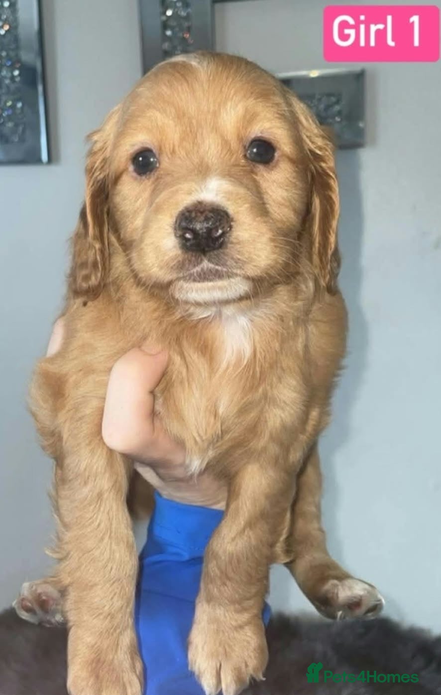Cockapoo dogs for sale: 1 LEFT Female F1 Cockapoo Ready To Go - Advert 2