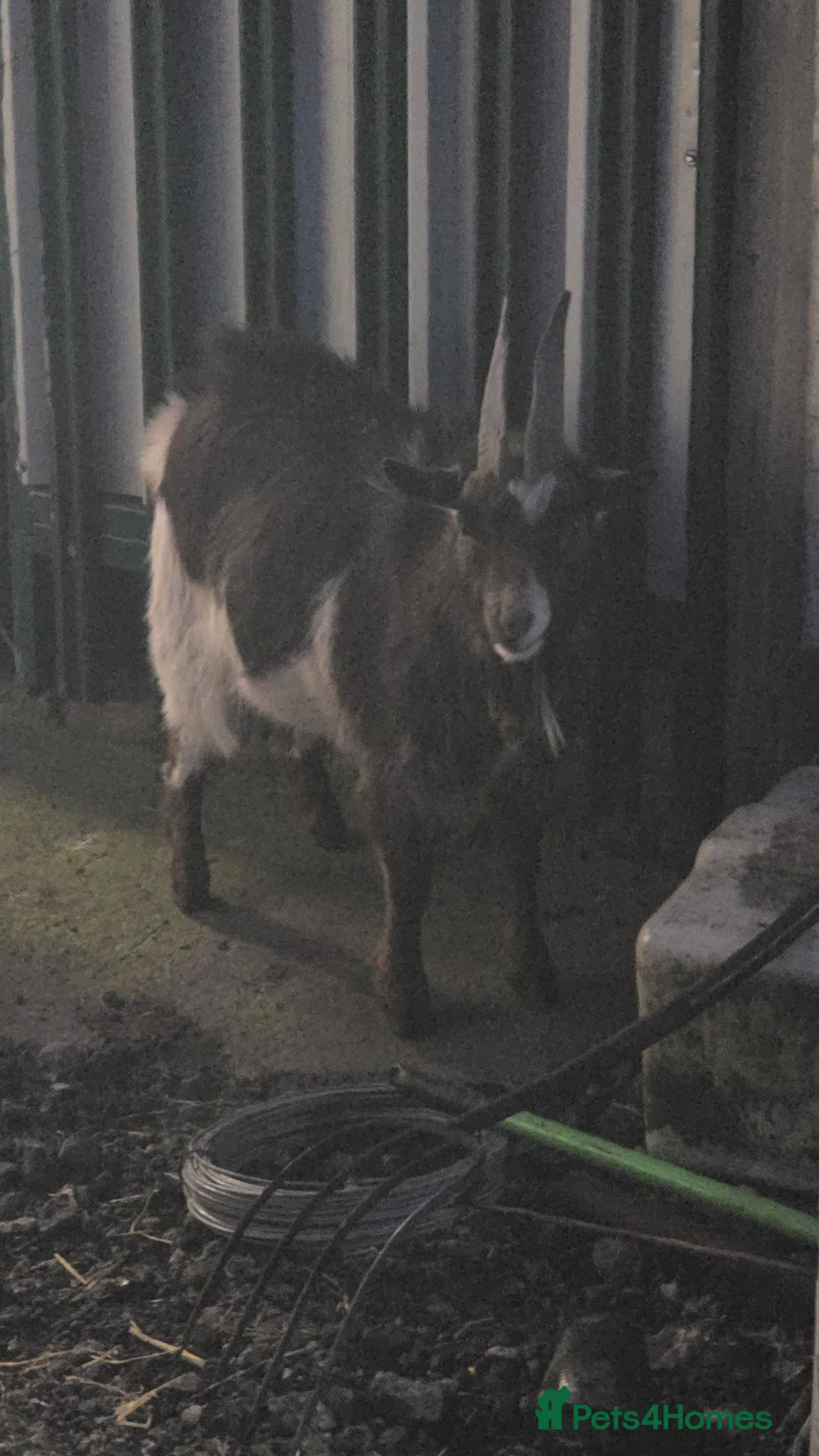Goats livestock for sale: Pygmy billy  in Crook - Advert 5